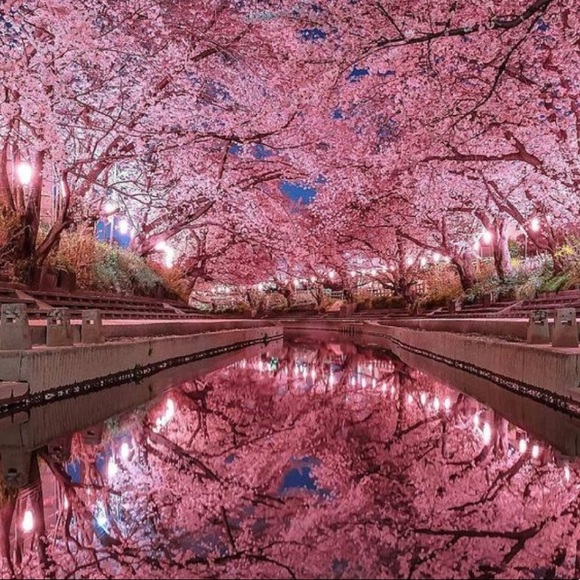 🌅Book Mark Cherry Blossom Lifestyle🌅 - Picture 3 of 17